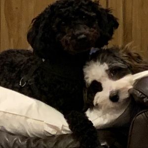 Meet your Posher, Wanda ibeth